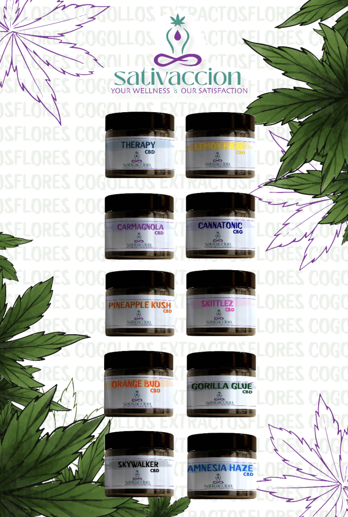 SATIVACCION_LALÖP STUDIO